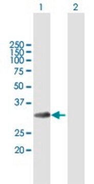 Anti-MLF1 antibody produced in mouse purified immunoglobulin, buffered aqueous solution