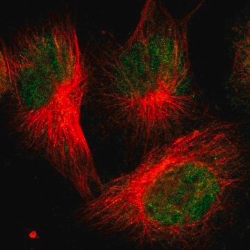Anti-FBXO3 antibody produced in rabbit Prestige Antibodies&#174; Powered by Atlas Antibodies, affinity isolated antibody