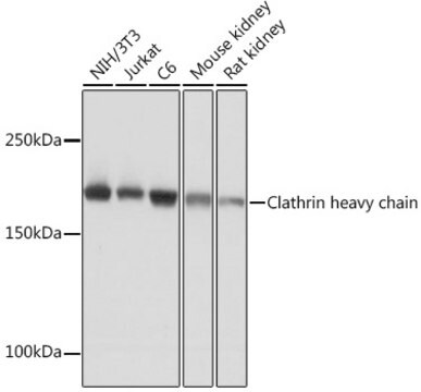 Anti-Clathrin heavy chain Antibody, clone 9M2G2, Rabbit Monoclonal