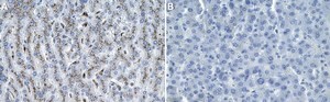 Anti-&#946; Galactosidase Antibody, clone 2C15 ZooMAb&#174; Rabbit Monoclonal recombinant, expressed in HEK 293 cells