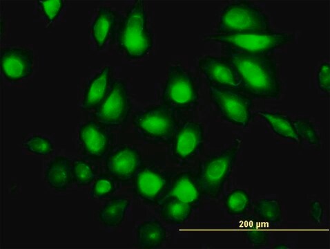 Monoclonal Anti-FLJ23356 antibody produced in mouse clone 6F10, purified immunoglobulin, buffered aqueous solution