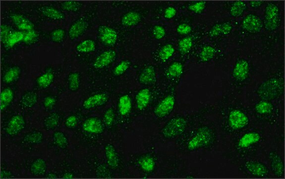 Monoclonal Anti-SUV39H1 Histone Methyltransferase antibody produced in mouse ~2&#160;mg/mL, clone 44.1, purified immunoglobulin, buffered aqueous solution