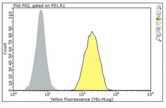 Anti-CD33 Antibody, clone P67.6 clone P67.6, from mouse