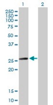 Anti-MYL6B antibody produced in mouse purified immunoglobulin, buffered aqueous solution