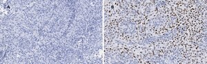 Anti-p21 Antibody, clone 5G7, ZooMAb&#174; Rabbit Monoclonal recombinant, expressed in HEK 293 cells