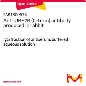 Anti-UBE2B (C-term) antibody produced in rabbit IgG fraction of antiserum, buffered aqueous solution