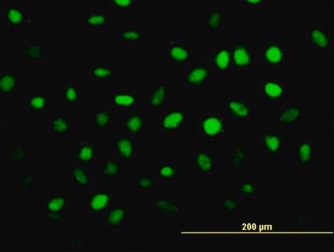 Monoclonal Anti-ZNF24 antibody produced in mouse clone 2G5, purified immunoglobulin, buffered aqueous solution