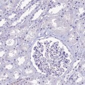Anti-GAPDHS antibody produced in rabbit Prestige Antibodies&#174; Powered by Atlas Antibodies, affinity isolated antibody, buffered aqueous glycerol solution