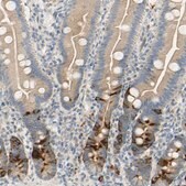 Anti-KIF11 antibody produced in rabbit affinity isolated antibody, Prestige Antibodies&#174; Powered by Atlas Antibodies, buffered aqueous glycerol solution