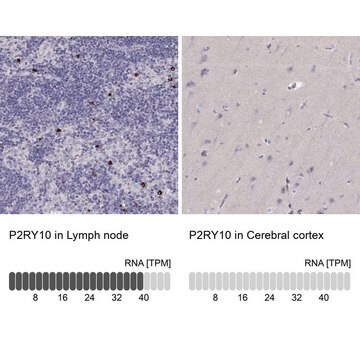 Anti-P2RY10 antibody produced in rabbit Prestige Antibodies&#174; Powered by Atlas Antibodies, affinity isolated antibody