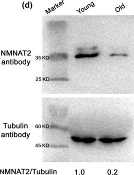 Anti-&#945;-Tubulin&#8722;FITC antibody, Mouse monoclonal clone DM1A, purified from hybridoma cell culture