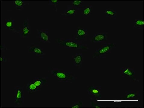 Monoclonal Anti-CBX1 antibody produced in mouse clone 4E12, purified immunoglobulin, buffered aqueous solution