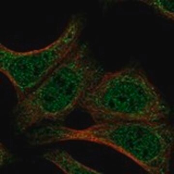 Anti-DND1 antibody produced in rabbit Prestige Antibodies&#174; Powered by Atlas Antibodies, affinity isolated antibody, buffered aqueous glycerol solution