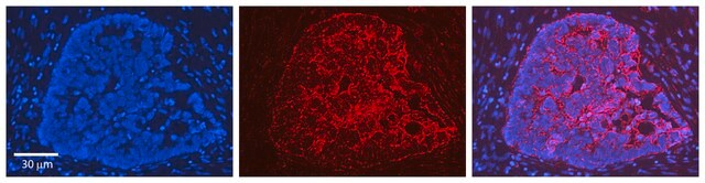 Anti-HMOX1 affinity isolated antibody