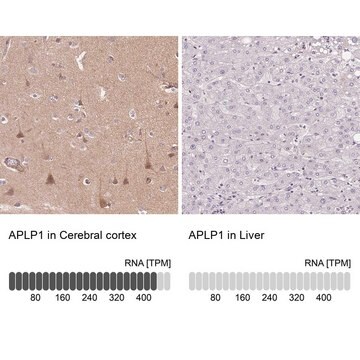 Anti-APLP1 antibody produced in rabbit Prestige Antibodies&#174; Powered by Atlas Antibodies, affinity isolated antibody, buffered aqueous glycerol solution