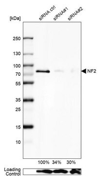 Anti-NF2 antibody produced in rabbit Prestige Antibodies&#174; Powered by Atlas Antibodies, affinity isolated antibody, buffered aqueous glycerol solution