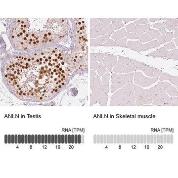 Monoclonal Anti-ANLN antibody produced in mouse Prestige Antibodies&#174; Powered by Atlas Antibodies, clone CL0303, purified immunoglobulin, buffered aqueous glycerol solution