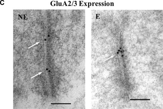 Anti-Glutamate Receptor 2 &amp; 3 Antibody Chemicon&#174;, from rabbit