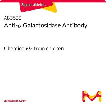 Anti-&#945; Galactosidase Antibody Chemicon&#174;, from chicken