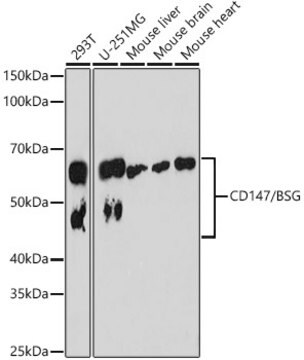 Anti-CD147/BSG Antibody, clone 5W2P7, Rabbit Monoclonal