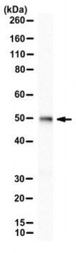 Anti-FoxA2/HNF-3b Antibody, clone 4C7