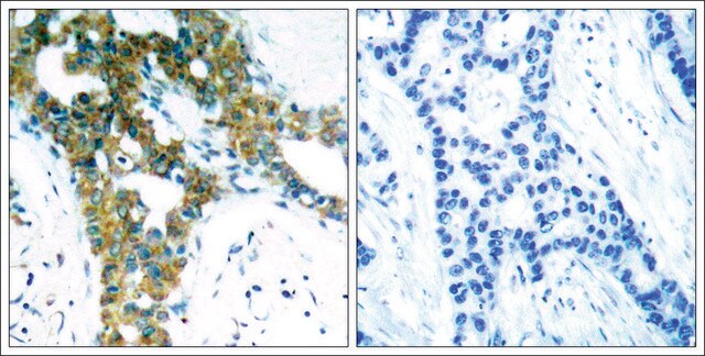 Anti-PAK1/PAK2/PAK3 (Ab-423/402/421) antibody produced in rabbit affinity isolated antibody