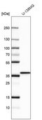 Anti-BDNF antibody produced in rabbit Prestige Antibodies&#174; Powered by Atlas Antibodies, affinity isolated antibody
