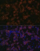 Anti-CD13/ANPEP antibody produced in rabbit