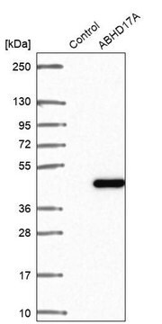 Anti-ABHD17A antibody produced in rabbit Prestige Antibodies&#174; Powered by Atlas Antibodies, affinity isolated antibody, buffered aqueous glycerol solution