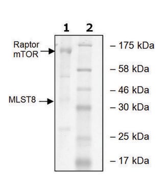 mTOR/Raptor/MLST8 human recombinant, expressed in baculovirus infected Sf9 cells, &#8805;50% (SDS-PAGE)