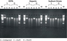 GenElute&#8482; Blood Genomic DNA Kit sufficient for 70&#160;purifications