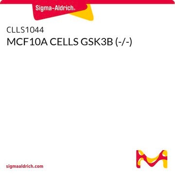 MCF10A CELLS GSK3B (-/-)