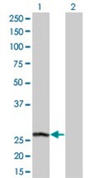 Monoclonal Anti-PSPH antibody produced in mouse clone 3A5, purified immunoglobulin, buffered aqueous solution