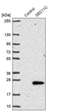 Anti-SEC11C antibody produced in rabbit Prestige Antibodies&#174; Powered by Atlas Antibodies, affinity isolated antibody, buffered aqueous glycerol solution