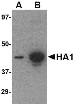 Monoclonal Anti-Hemagglutinin [1E7D8] antibody produced in mouse purified antibody (Protein A)