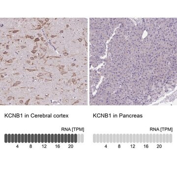 Anti-KCNB1 antibody produced in rabbit Prestige Antibodies&#174; Powered by Atlas Antibodies, affinity isolated antibody, buffered aqueous glycerol solution