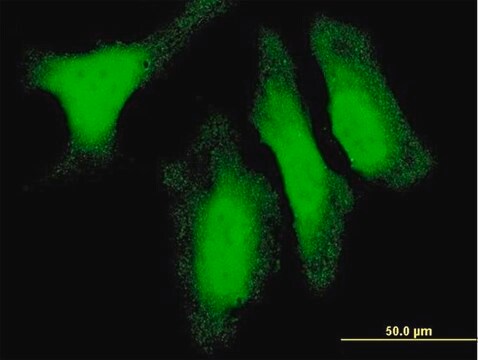 Monoclonal Anti-DUSP14 antibody produced in mouse clone 4B5-E6, purified immunoglobulin, buffered aqueous solution