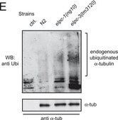 Monoclonal Anti-&#945;-Tubulin antibody produced in mouse clone B-5-1-2, ascites fluid