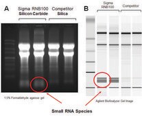 GenElute&#8482; Total RNA Purification Kit
