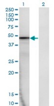 Monoclonal Anti-AMBP, (C-terminal) antibody produced in mouse clone 1F7, purified immunoglobulin, buffered aqueous solution