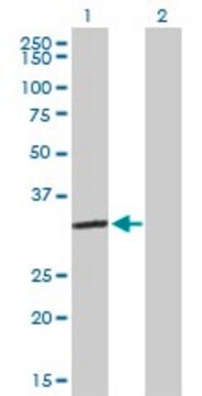Anti-ESD antibody produced in mouse purified immunoglobulin, buffered aqueous solution
