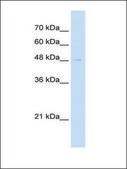 Anti-RTN2 antibody produced in rabbit IgG fraction of antiserum