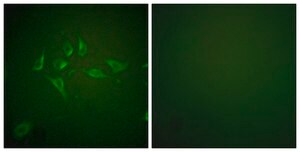 Anti-INOS antibody produced in rabbit affinity isolated antibody