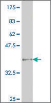 ANTI-HNF4A antibody produced in mouse clone 1F2, purified immunoglobulin, buffered aqueous solution