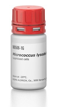 Micrococcus lysodeikticus ATCC No. 4698 lyophilized cells