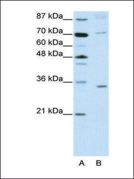 Anti-ATOH8 antibody produced in rabbit IgG fraction of antiserum