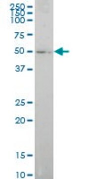 Monoclonal Anti-ELF1 antibody produced in mouse clone 3B7, purified immunoglobulin, buffered aqueous solution