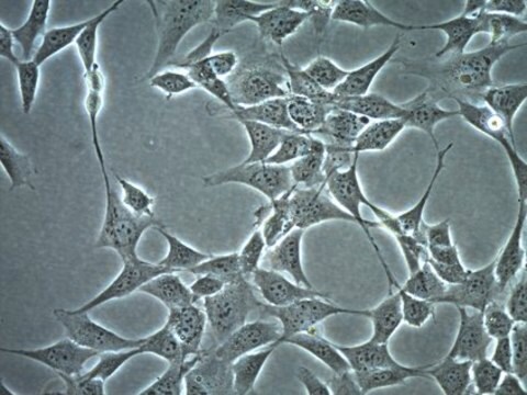 HT-22 Mouse Hippocampal Neuronal Cell Line HT-22 mouse neuronal cell line is a valuable cell model for studies of glutamate-induced toxicity in neuronal cells.