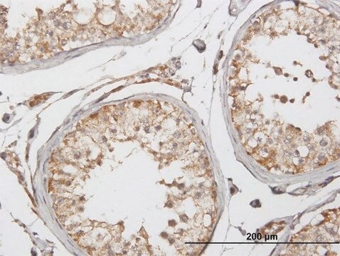 Anti-GLUD2 antibody produced in mouse IgG fraction of antiserum, buffered aqueous solution