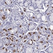 Anti-ATP4A antibody produced in rabbit Prestige Antibodies&#174; Powered by Atlas Antibodies, affinity isolated antibody, buffered aqueous glycerol solution